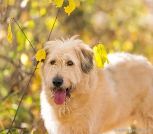 Willie sucht liebevolle Menschen Bild 5