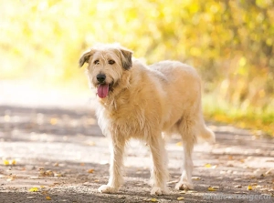 Willie sucht liebevolle Menschen Bild 4