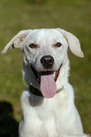 Lilit Taub durch die Welt , aber mit viel Liebe Bild 3