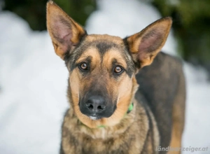 Warmherzige Leya sucht warmherzige Menschen  Bild 4