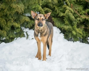 Warmherzige Leya sucht warmherzige Menschen  Bild 2
