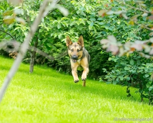 Warmherzige Leya sucht warmherzige Menschen  Bild 3