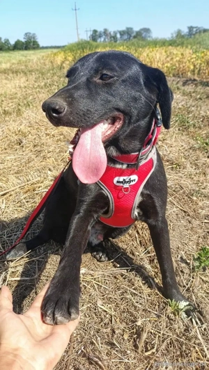 Freundlicher Justin liebt das Leben Bild 3