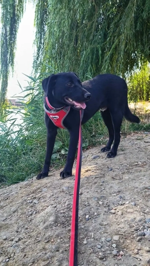 Freundlicher Justin liebt das Leben Bild 2