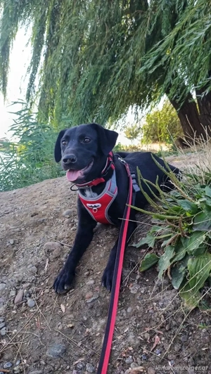 Freundlicher Justin liebt das Leben Bild 4