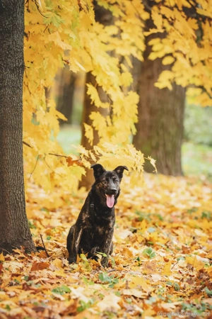 Fröhlicher Ozzy sucht Traum zuhause