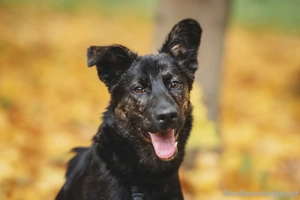 Fröhlicher Ozzy sucht Traum zuhause Bild 4