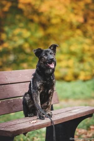 Fröhlicher Ozzy sucht Traum zuhause Bild 2