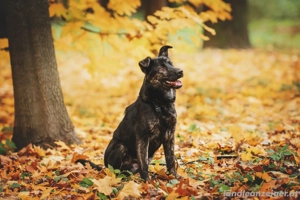 Fröhlicher Ozzy sucht Traum zuhause Bild 3