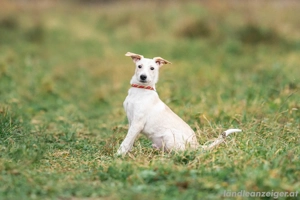 Zuckersüßer Cream sucht warmes Körbchen Bild 4