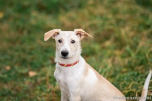 Zuckersüßer Cream sucht warmes Körbchen Bild 2