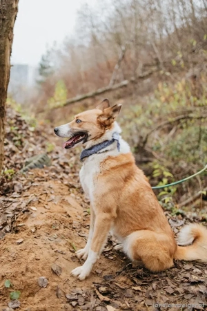 Aktive Mira sucht aktive Menschen Bild 3