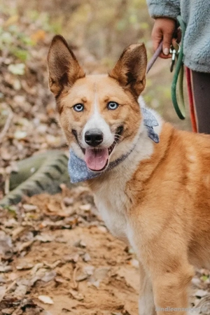 Aktive Mira sucht aktive Menschen Bild 2