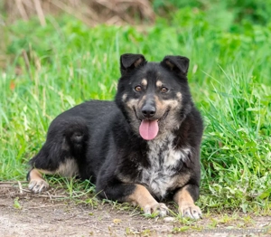 Sensible Mukha sucht verständnisvolle Menschen