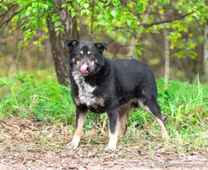Sensible Mukha sucht verständnisvolle Menschen Bild 3