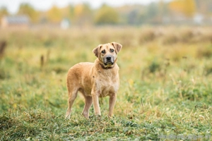 Blind und Taub sucht Pryanik seine Familie Bild 3