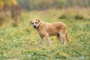 Blind und Taub sucht Pryanik seine Familie