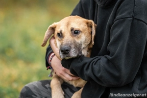 Blind und Taub sucht Pryanik seine Familie Bild 4