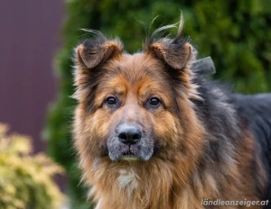 Bekommt Rakhat eine 2.Chance?! Bild 3