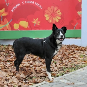 Mike sucht Traumzuhause  Bild 3