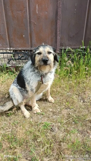 Belle hat großes Herz zu Verschenken Bild 3