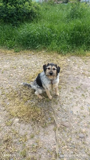 Belle hat großes Herz zu Verschenken Bild 2