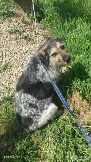 Belle hat großes Herz zu Verschenken Bild 4