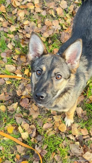 Charmante Betty sucht Familie Bild 3