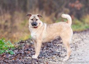 Iriska sucht liebe Menschen Bild 3