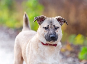 Iriska sucht liebe Menschen Bild 2