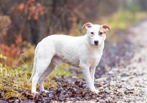 Aufgeschlossener Lord sucht aufgeschlossene Menschen