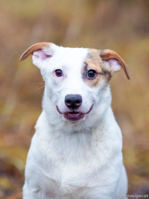 Aufgeschlossener Lord sucht aufgeschlossene Menschen Bild 2