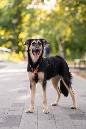 Der mutige Philip sucht seine Menschen Bild 3