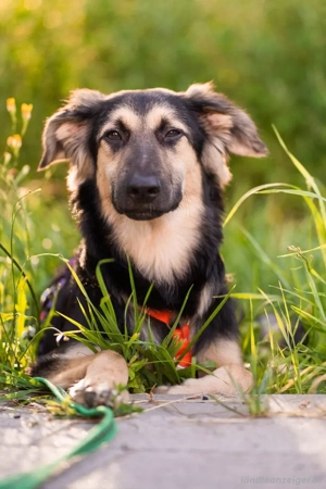 Der mutige Philip sucht seine Menschen Bild 5