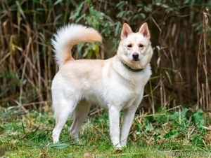 Weiße Schönheit Elsa sucht Familie