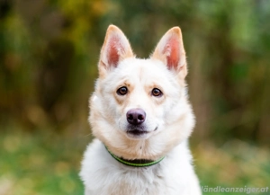 Weiße Schönheit Elsa sucht Familie Bild 2