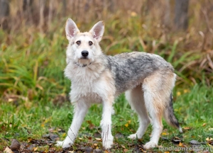 Freundliche Belka sucht liebevolle Familie Bild 4