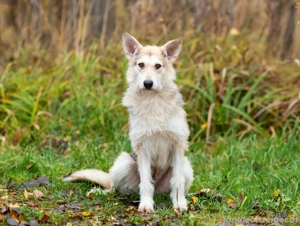 Freundliche Belka sucht liebevolle Familie Bild 2