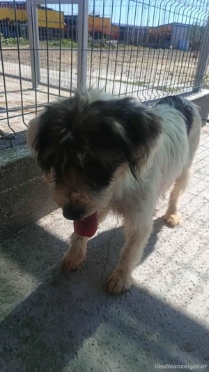 Feli - eine freundliche und ruhige Begleiterin Bild 4