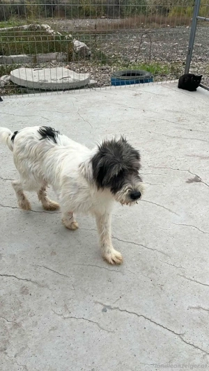 Feli - eine freundliche und ruhige Begleiterin Bild 6