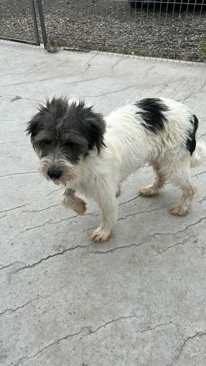 Feli - eine freundliche und ruhige Begleiterin Bild 5