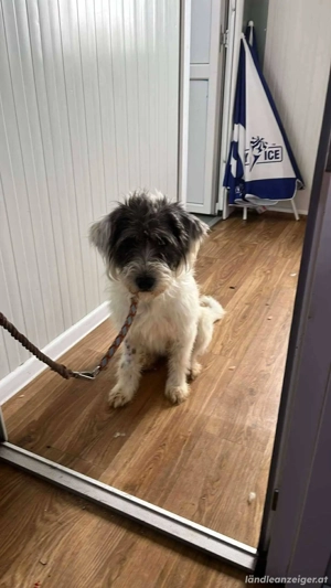 Feli - eine freundliche und ruhige Begleiterin Bild 2