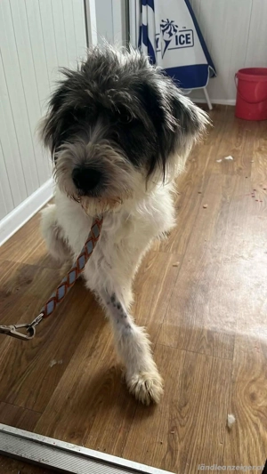 Feli - eine freundliche und ruhige Begleiterin Bild 3