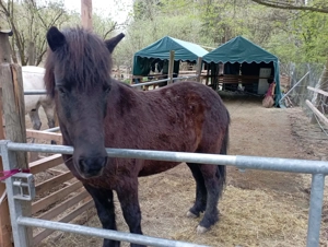 Reitbeteiligung Isländerwallach zu vergeben Bild 3