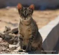 Dringend Hilfe benoetigt