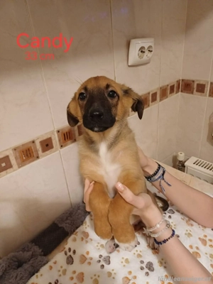 Unsere C-Welpen suchen ihre für immer Familie Bild 3