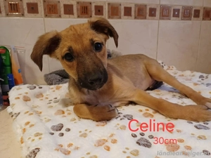 Unsere C-Welpen suchen ihre für immer Familie Bild 2