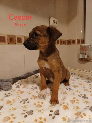 Unsere C-Welpen suchen ihre für immer Familie Bild 7