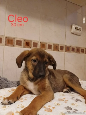 Unsere C-Welpen suchen ihre für immer Familie Bild 6