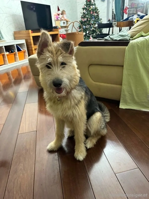 Lustige Jersey verzaubert alle Bild 3